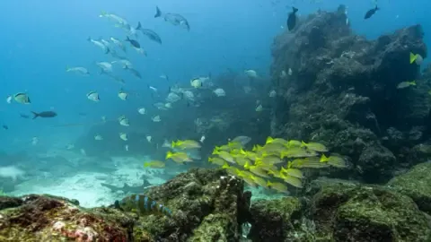 Landmark Marine Treaty Hits Critical Milestone to Become Law